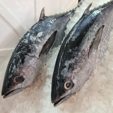 RARE DEALS! Big Tongol 大金枪鱼 (refer description) RARE DEALS! Big Tongol 大金枪鱼 (refer description)