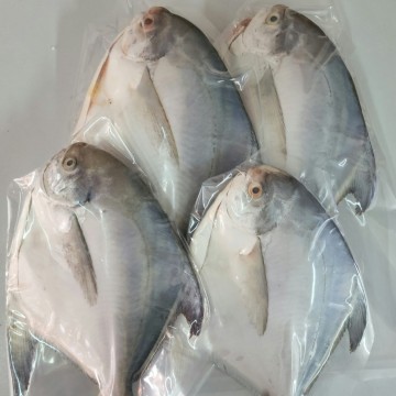 Frozen White Pomfret 冰冻白昌 (refer description)