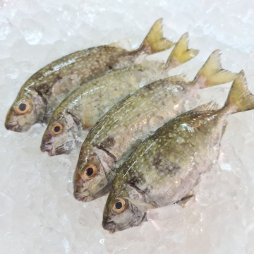 RARE DEALS! White Rabbit 白肚鱼 (8 - 10 fishes / 700g - 800g) RARE DEALS! White Rabbit 白肚鱼 (8 - 10 fishes / 700g - 800g)