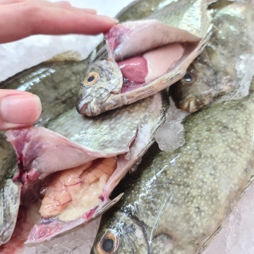 RARE DEALS! White Rabbit 白肚鱼 (发财鱼) (5 -6 fishes/ 700g - 800g) 50% carry roe/milt