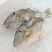 Seafood