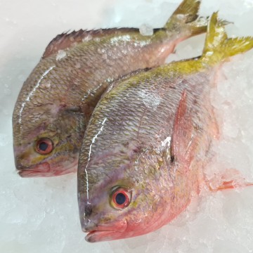 RARE DEALS! Big Yellow-tail Fish 大黄尾鱼 (Refer Description) RARE DEALS! Big Yellow-tail Fish 大黄尾鱼 (Refer Description)