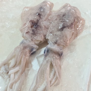 RARE DEALS! Bigfin Reef Squid 青目 (Quantity and Weight Varies)