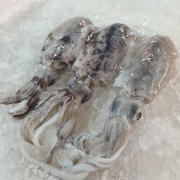 RARE DEALS! Small Bigfin Reef Squid 小青目 (Refer Description) RARE DEALS! Small Bigfin Reef Squid 小青目 (Refer Description)