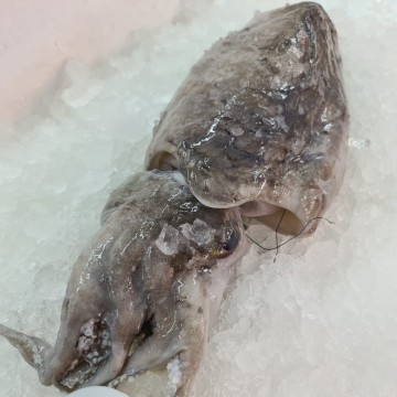 RARE DEALS! Cuttlefish 墨斗 (refer to descriptions)