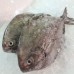 Whole Fish