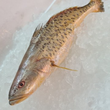 RARE DEALS! Blotched Tigertooth Croaker 桂花鱼 (refer description)