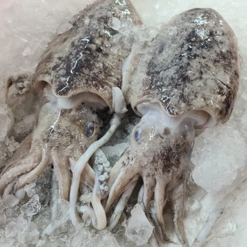 RARE DEALS! Big Cuttlefish 中墨斗 (refer description)