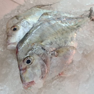 RARE DEALS! Diamond Trevally 照明鱼 (refer description)