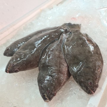 RARE DEALS! Small Flounder/Indian Halibut 小黑白鱼 RARE DEALS! Small Flounder/Indian Halibut 小黑白鱼