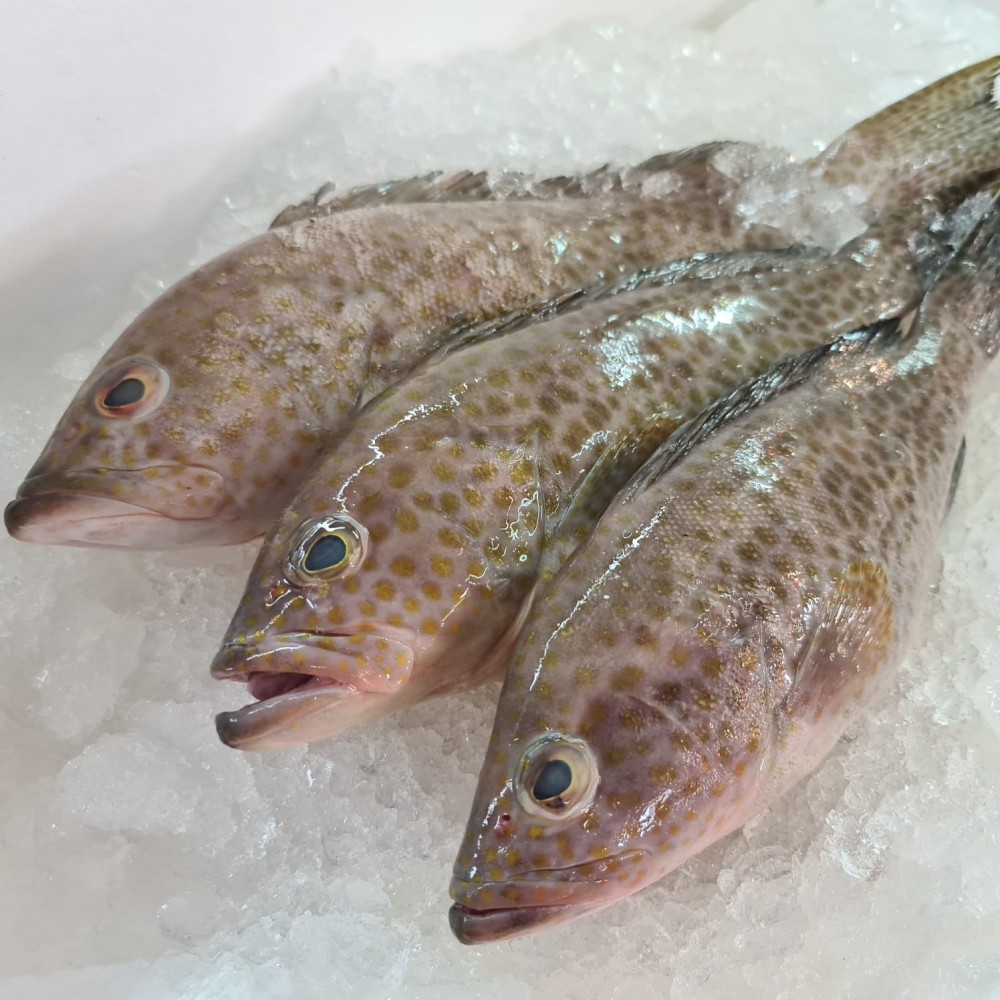 Seafood
