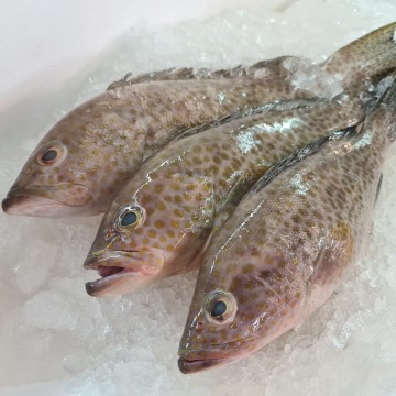 RARE DEALS! Flower Grouper 花斑 (refer to description)