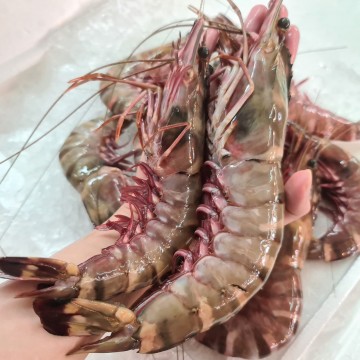 RARE DEALS! Huge Kuruma Prawns 九节虾 (refer description) RARE DEALS! Huge Kuruma Prawns 九节虾 (refer description)