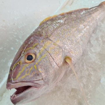 RARE DEALS! Huge Seabream 大红哥里 (refer to description) RARE DEALS! Huge Seabream 大红哥里 (refer to description)