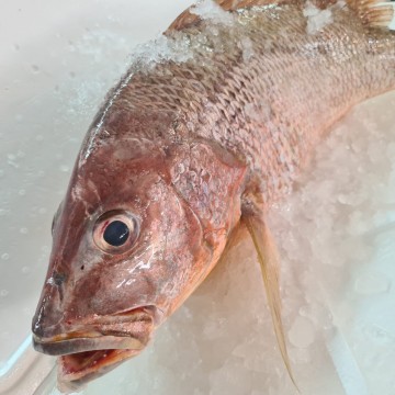 RARE DEALS! Wild Huge Golden Snapper 野生大红鰽 (refer description)