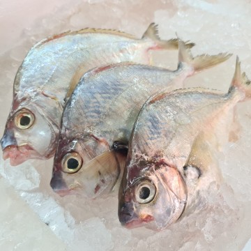 RARE DEALS! Jones' Pony Fish (Ikan Keke) 格格鱼 (refer to descriptions) RARE DEALS! Jones' Pony Fish (Ikan Keke) 格格鱼 (refer to descriptions)