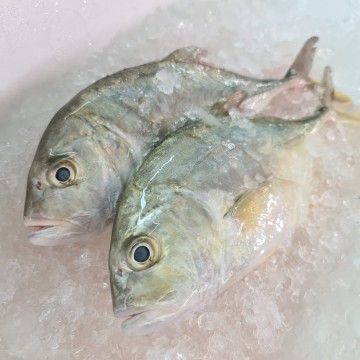 RARE DEALS! Juvenile Trevally 甘果鱼 (refer description)
