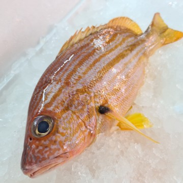 RARE DEALS! Spanish Flag Snapper (Tee Boon) 赤笔仔鱼 ( 4 fishes / 800g - 900g)
