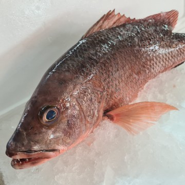 RARE DEALS! Wild Big Mangrove Red Snapper 野生中褐鰽 (refer description) RARE DEALS! Wild Big Mangrove Red Snapper 野生中褐鰽 (refer description)