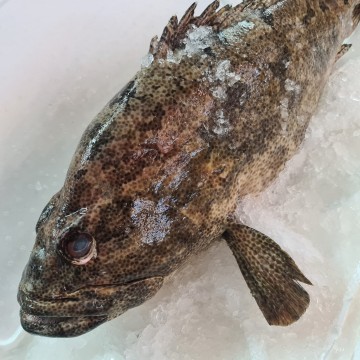 RARE DEALS! Huge Brown Marbled Grouper 大油猴石斑 (refer description) RARE DEALS! Huge Brown Marbled Grouper 大油猴石斑 (refer description)