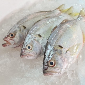RARE DEALS! False Trevally 肉鱼 (refer description) RARE DEALS! False Trevally 肉鱼 (refer description)