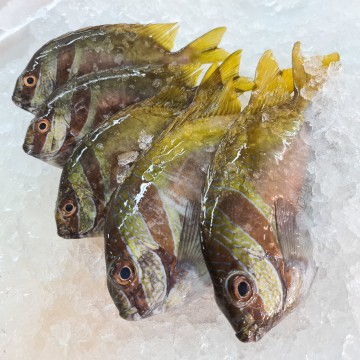 RARE DEALS! Two Barred Rabbit Fish 南麦鱼 (3 - 4 fishes / 900g - 1kg)