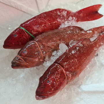 RARE DEALS! Small Red Grouper 小红斑 (refer description)
