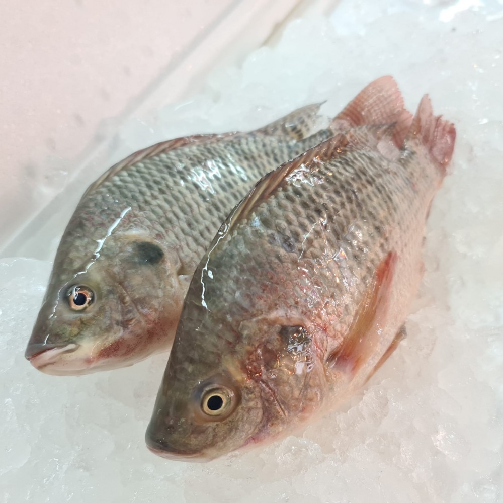 Whole Fish
