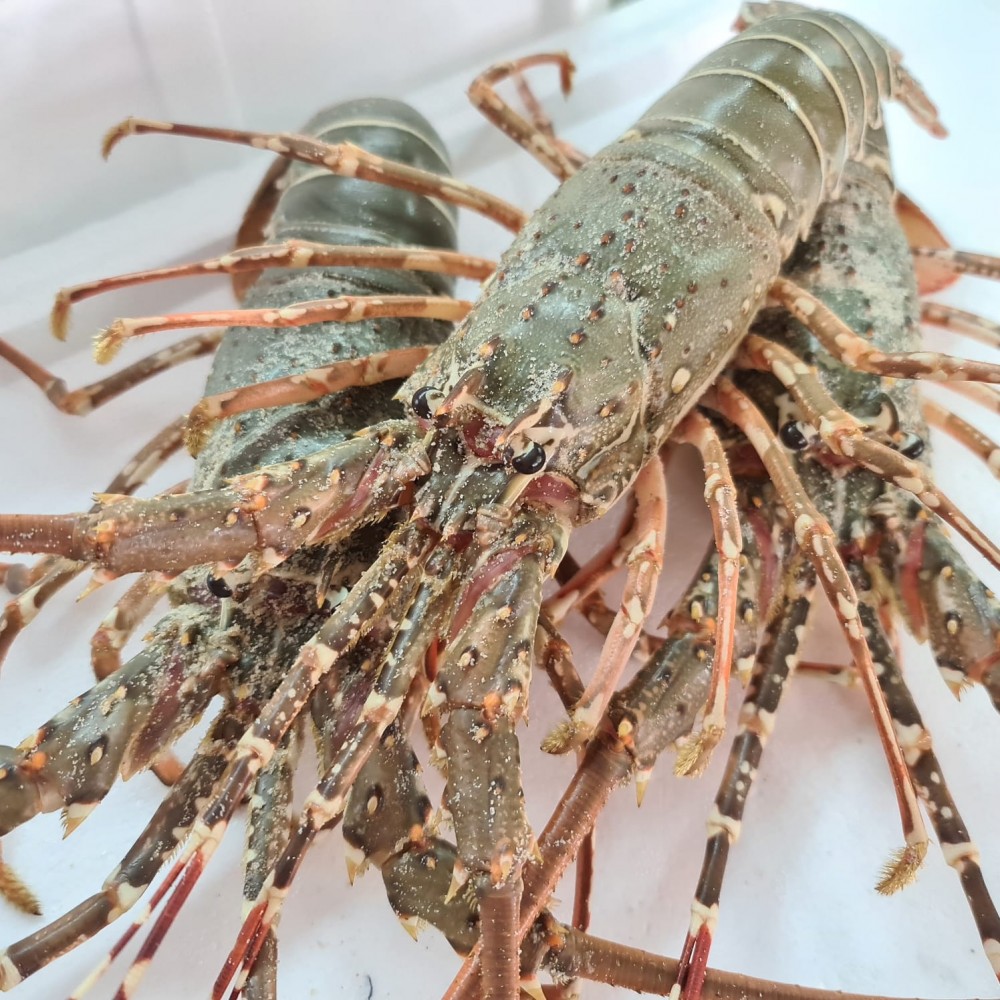 Seafood