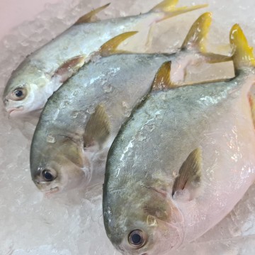RARE DEALS! Silver/Golden Pomfret 银/金鲳 (refer description)