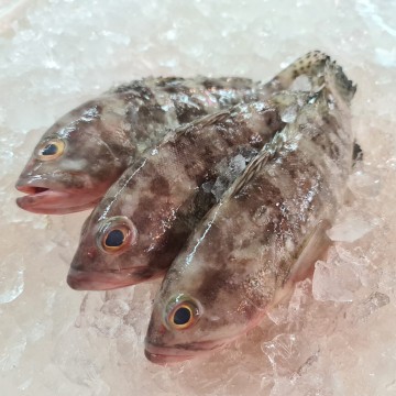 RARE DEALS! Sixbar Grouper 糯米石斑 (refer description)