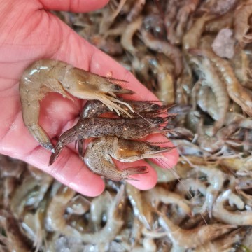 RARE DEALS! Wild Small Black Prawns 野生小黑虾 (approx 1kg) RARE DEALS! Wild Small Black Prawns 野生小黑虾 (approx 1kg)