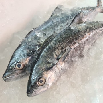 RARE DEALS! Korean Seerfish 大板 (refer description) RARE DEALS! Korean Seerfish 大板 (refer description)
