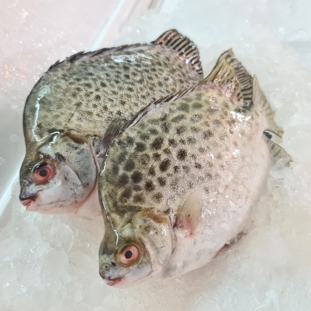 Seafood
