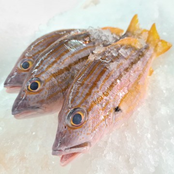 RARE DEALS! Spanish Flag Snapper (Tee Boon) 赤笔仔鱼 (5 fishes / 600g - 700g)