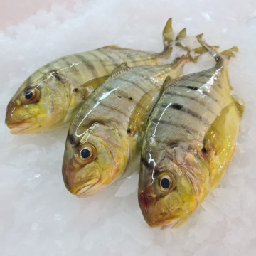 RARE DEALS! Tiger Striped Yellow Travelly 文蓝鱼 (2 fishes / 700g - 800g) RARE DEALS! Tiger Striped Yellow Travelly 文蓝鱼 (2 fishes / 700g - 800g)