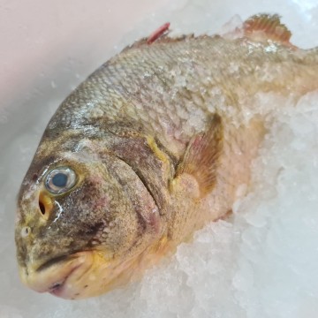 RARE DEALS! Tong Kang (Harpoon Spadefish) 中江鱼 (refer description) RARE DEALS! Tong Kang (Harpoon Spadefish) 中江鱼 (refer description)