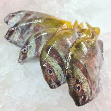 RARE DEALS! Two Barred Rabbit Fish 南麦鱼 (5 fishes / 900g - 1kg)
