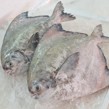 RARE DEALS! Big Chinese Pomfret 中斗鲳 (Refer Description)