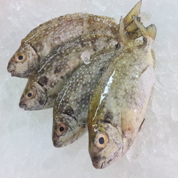 RARE DEALS! White Rabbit 白肚鱼 ( 8 -10 fishes / 900g - 1kg )