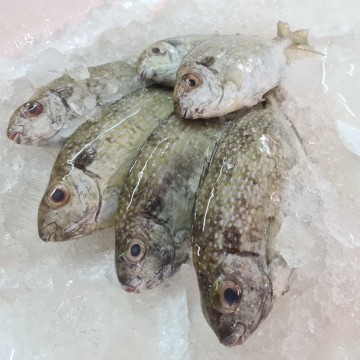 RARE DEALS! White Rabbit 白肚鱼 ( 10 - 12 fishes / kg) RARE DEALS! White Rabbit 白肚鱼 ( 10 - 12 fishes / kg)