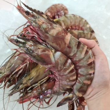 RARE DEALS! Big Kuruma Prawns 野生大九节虾 (refer description) RARE DEALS! Big Kuruma Prawns 野生大九节虾 (refer description)