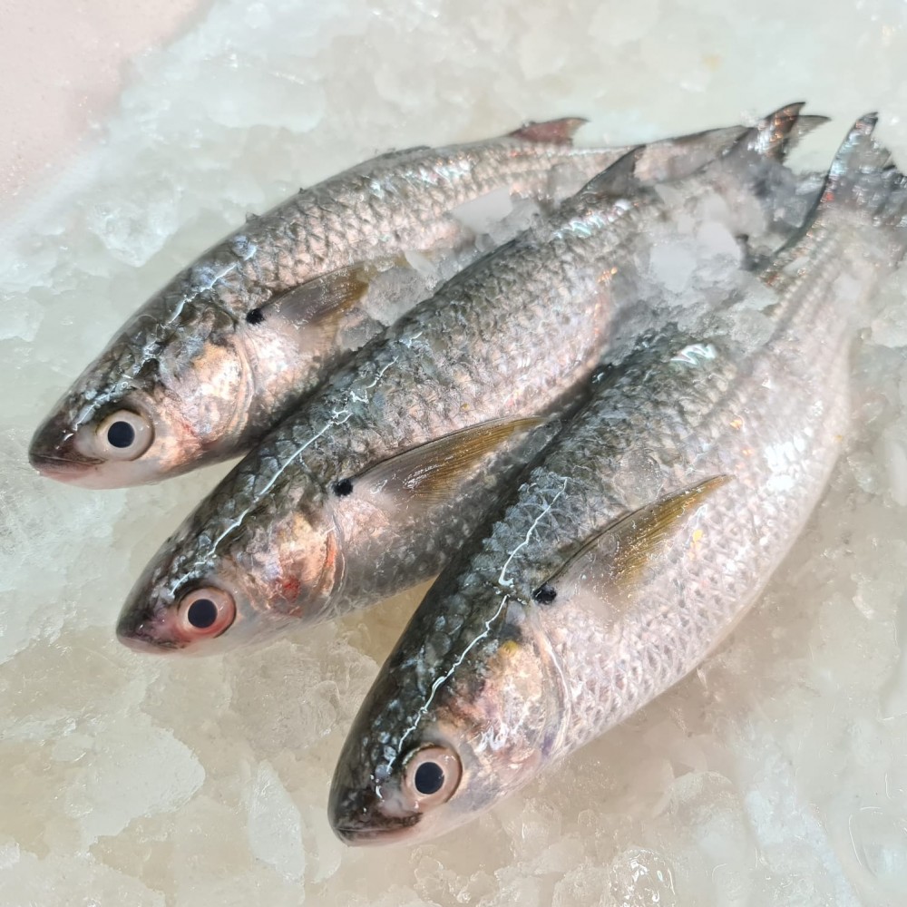 Whole Fish
