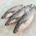 Whole Fish