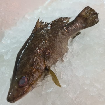 RARE DEALS! Deep Sea Seabass 深海金目鲈 (refer description)