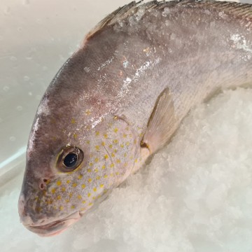RARE DEALS! Big Yellow Spotted Snapper 中加记鱼  (refer description)