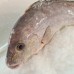 Whole Fish