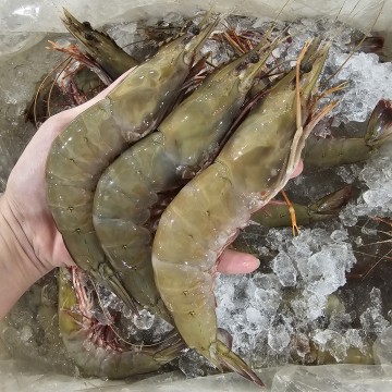 RARE DEALS! Wild Banana Prawns 香蕉虾 RARE DEALS! Wild Banana Prawns 香蕉虾