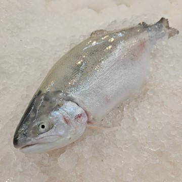 RARE DEALS! Huge Rainbow Trout 彩虹鳟鱼 (refer to descriptions) RARE DEALS! Huge Rainbow Trout 彩虹鳟鱼 (refer to descriptions)