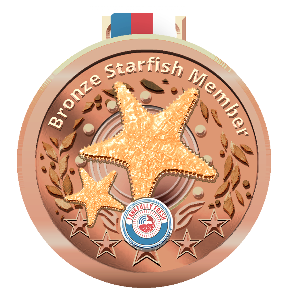 Bronze Starfish